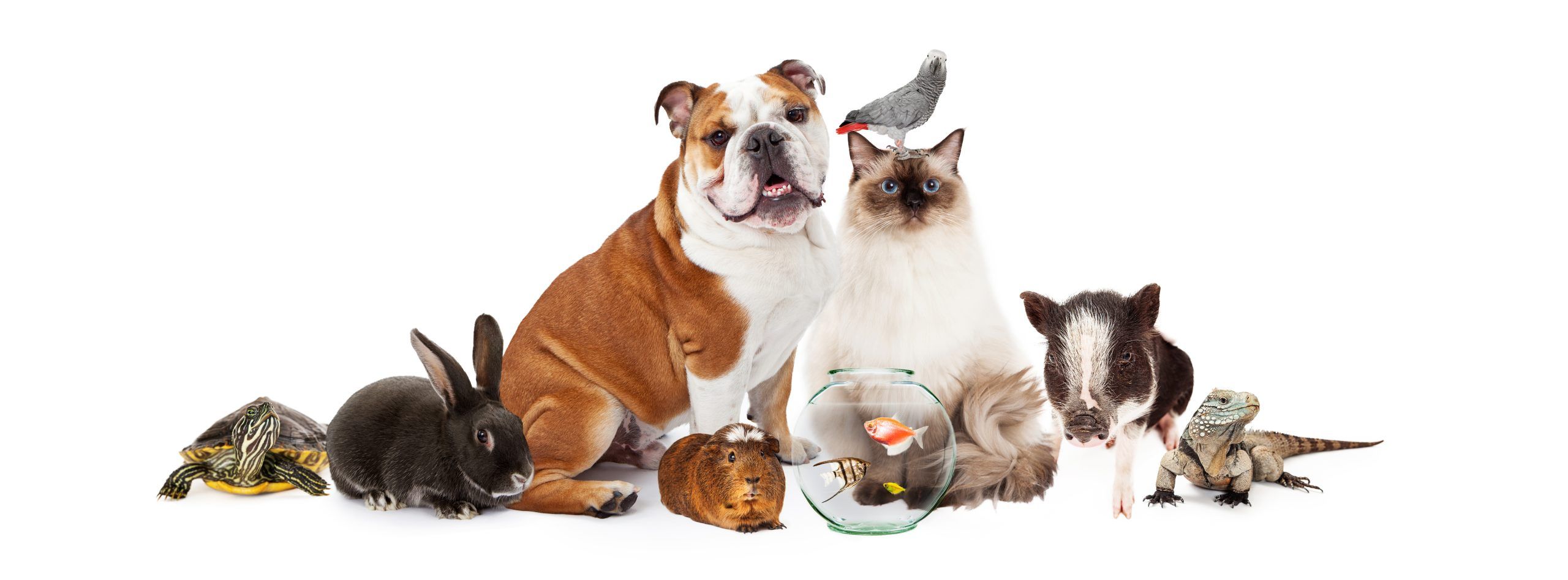 Get a Pet, Live Longer