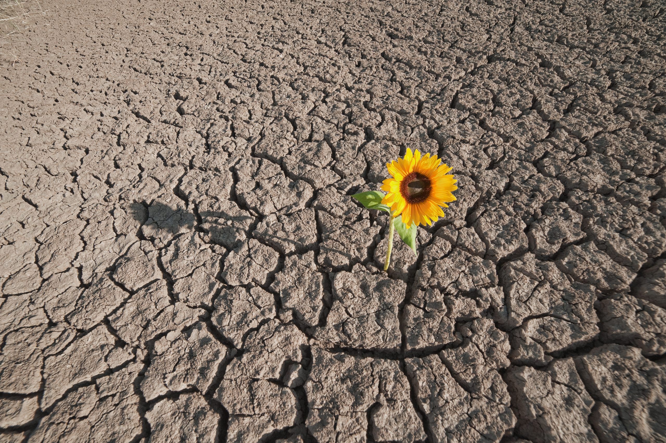 Out of Barren Land a Flower Grew
