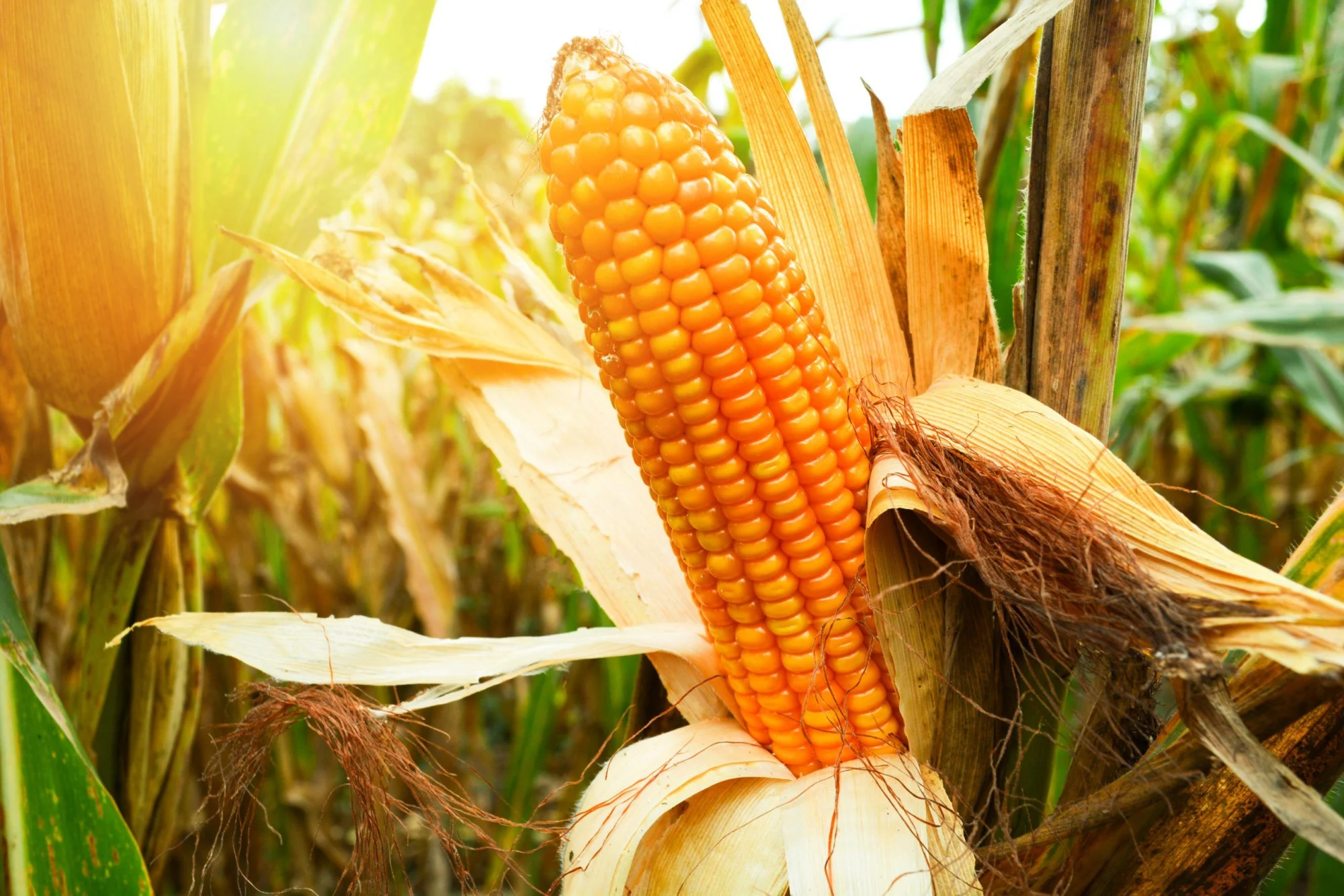 Stunning Corn Comparison: GMO versus NON-GMO